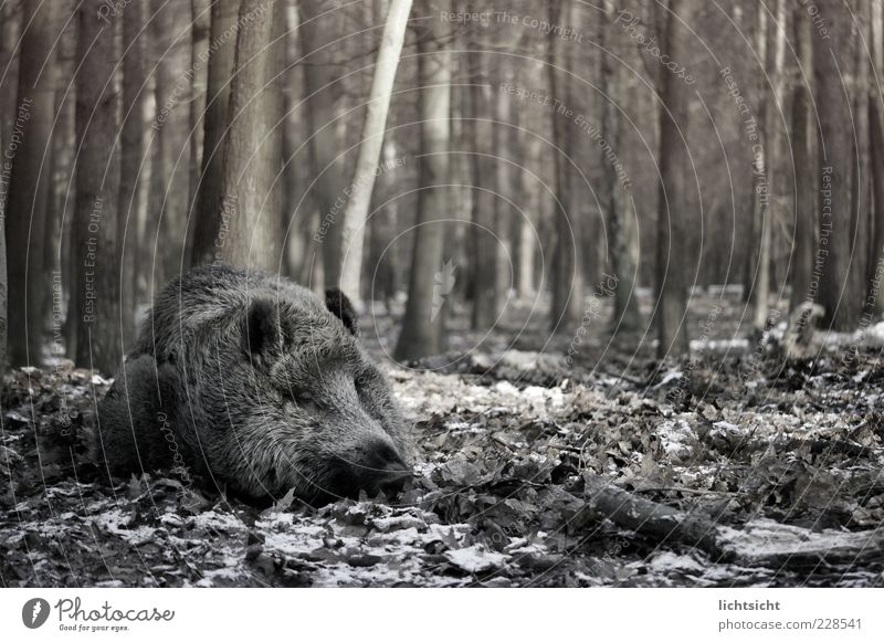 Wildschwein schläft II Umwelt Natur Herbst Winter Baum Wald Tier Wildtier 1 schlafen Sau Schwein Blatt Waldboden bedrohlich träumen liegen Schwarzweißfoto