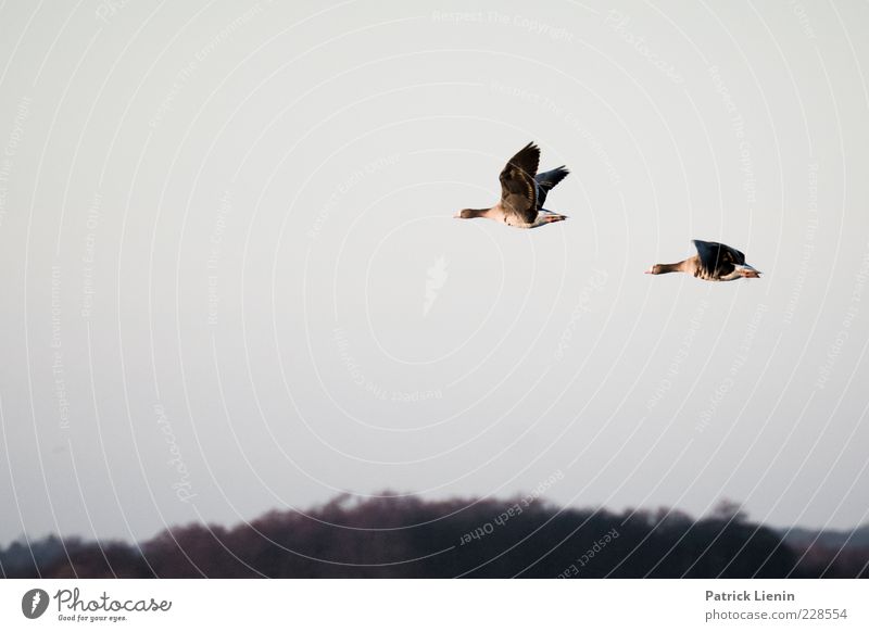 Follow me Natur Tier Luft Himmel Winter Wildtier Vogel Flügel 2 beobachten entdecken fliegen schön Graugans Überflug verfolgen hoch grau Ferne Tierpaar Farbfoto