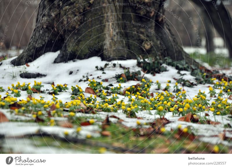 Kampfgeist Umwelt Natur Landschaft Pflanze Erde Schönes Wetter Eis Frost Schnee Baum Wildpflanze Garten Park Wiese schön Frühblüher Winterlinge gelb Farbfoto