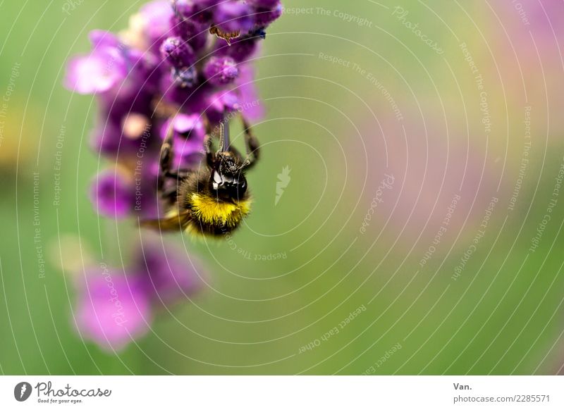 Alle Bienchen sind schon da Natur Pflanze Tier Blume Blüte Garten Wiese Biene 1 klein grün violett fleißig Farbfoto mehrfarbig Außenaufnahme Nahaufnahme