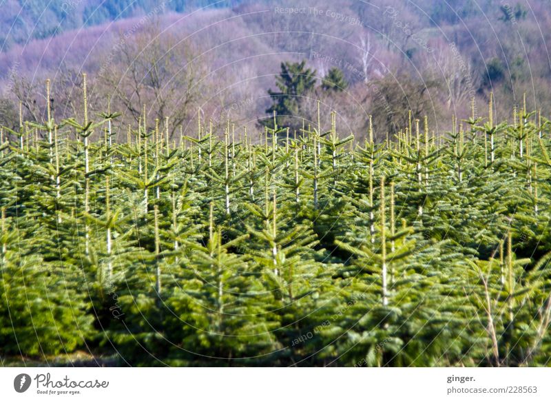 Nachwuchs Umwelt Landschaft Pflanze Winter Baum Nutzpflanze Wald Wachstum grün Baumschule Nadelbaum Nachkommen Tannenzweig Textfreiraum oben Textfreiraum unten