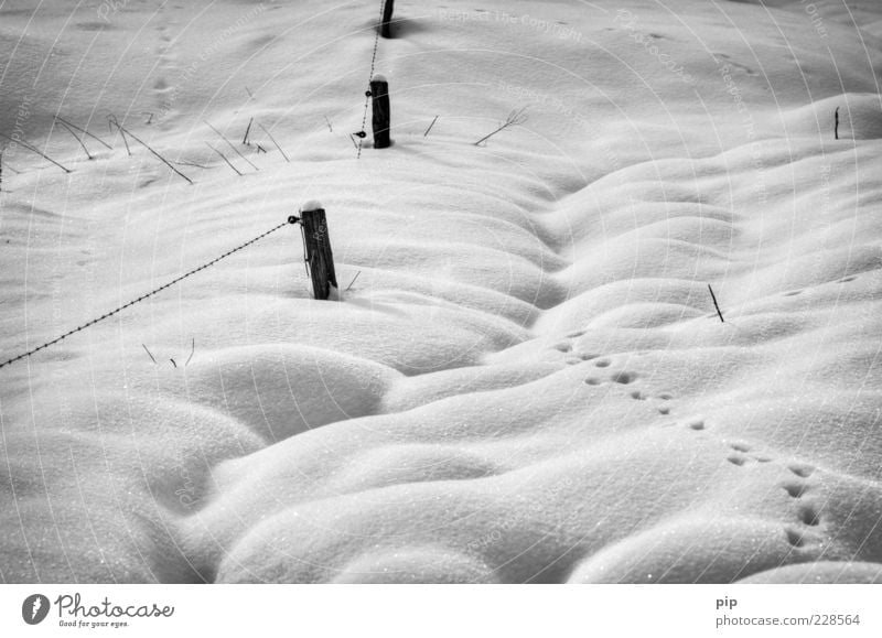 gespurt Natur Winter Klima Eis Frost Schnee frei kalt wild Spuren Schneedecke weich Zaun Zaunpfahl Schwarzweißfoto Außenaufnahme Detailaufnahme Menschenleer