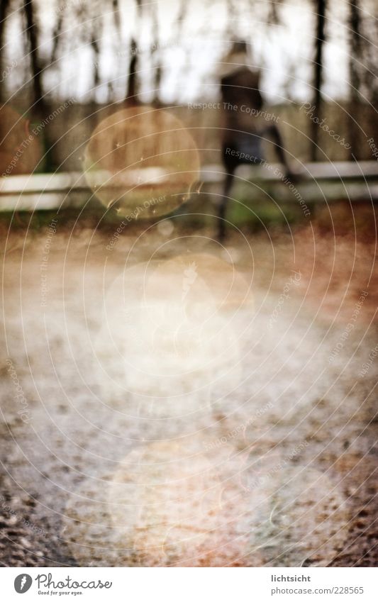 lost 1 Mensch Herbst Wetter schlechtes Wetter Regen Baum Wald Fußgänger Straße Wege & Pfade braun Einsamkeit Leitplanke gefährlich Blatt Blendenfleck