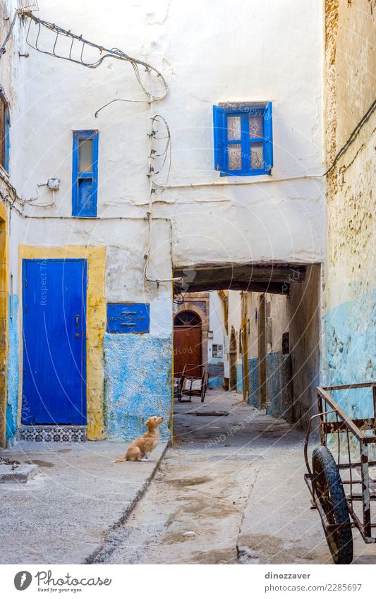 Welpe an der Straße, Essaouira Ferien & Urlaub & Reisen Tourismus Haus Kultur Tier Stadt Gebäude Architektur Hund alt niedlich blau Farbe Marokko Afrika Medina