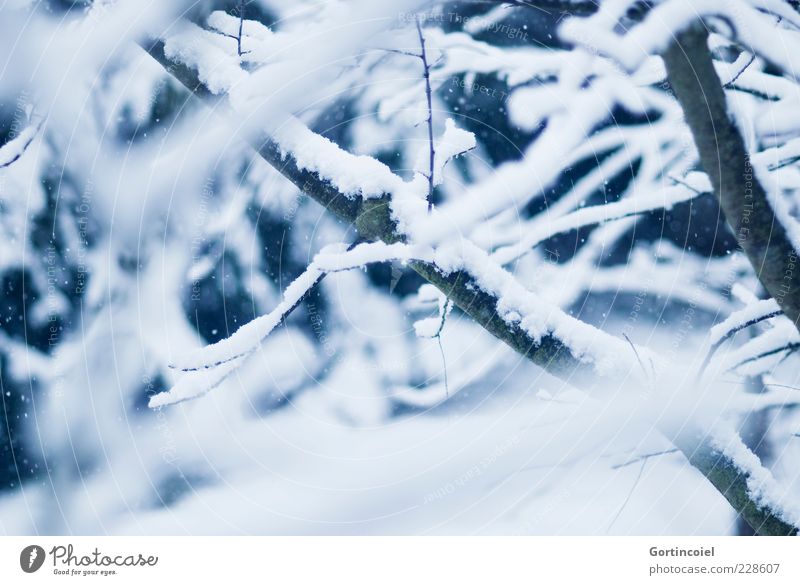 Rückfall Natur Winter Wetter Schnee Baum kalt Ast Farbfoto Außenaufnahme Schwache Tiefenschärfe Menschenleer Unschärfe Zweig Geäst Nahaufnahme Detailaufnahme