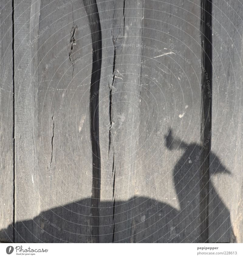farblos Tier Wildtier Vogel 1 Pfau Schwarzweißfoto Außenaufnahme Nahaufnahme Detailaufnahme Tag Licht Schatten Tierporträt Silhouette Holzwand Menschenleer