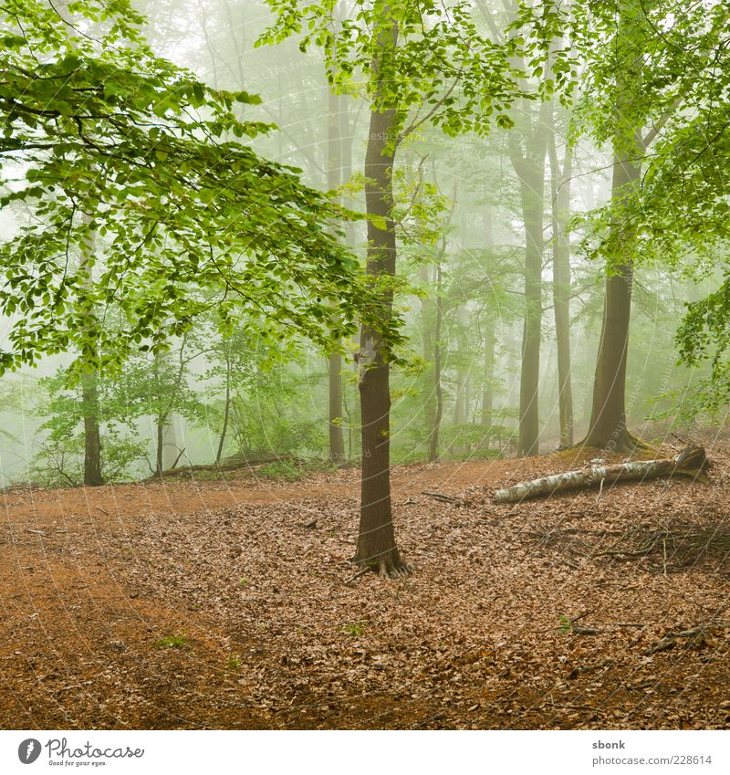 ardennenwald Umwelt Natur Landschaft Pflanze Nebel Baum Blatt Wald grün mehrfarbig Licht Menschenleer natürlich Dunst