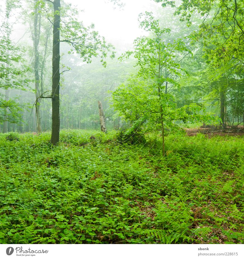 dickicht Umwelt Natur Landschaft Pflanze Nebel Baum Sträucher Wald Urwald grün Farbfoto Außenaufnahme Licht Menschenleer natürlich