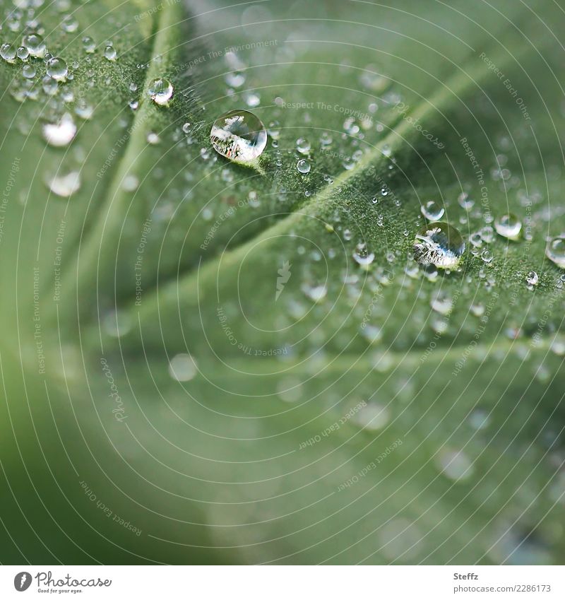 Regentropfen auf einem Frauenmantelblatt Allchemilla vulgaris Tropfen Tropfenbild Blatt Blattadern Heilpflanze Gartenpflanze Frühlingsregen Regenstimmung April