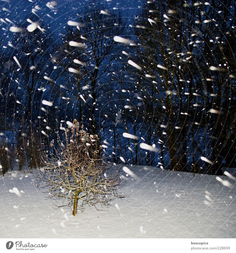 winter Natur Winter Klima Wetter schlechtes Wetter Schnee Schneefall kalt blau weiß chaotisch Farbfoto Außenaufnahme Menschenleer Nacht Blitzlichtaufnahme Licht