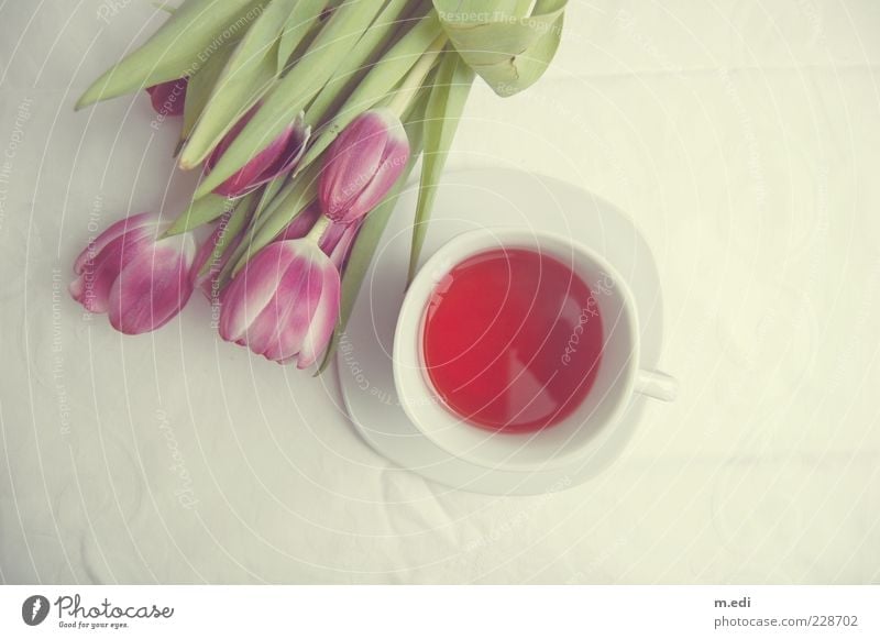 fairyteaparty Getränk Heißgetränk Tee Pflanze Blume Tulpe liegen süß Kitsch Farbfoto Innenaufnahme Hintergrund neutral Vogelperspektive Menschenleer weiß