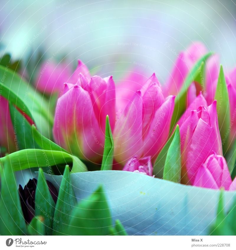 Mädchenfoto extra deluxe Natur Pflanze Frühling Blume Tulpe Blatt Blüte Blühend Duft Wachstum frisch Kitsch rosa Blumenstrauß Frühlingsblume Frühlingsfarbe