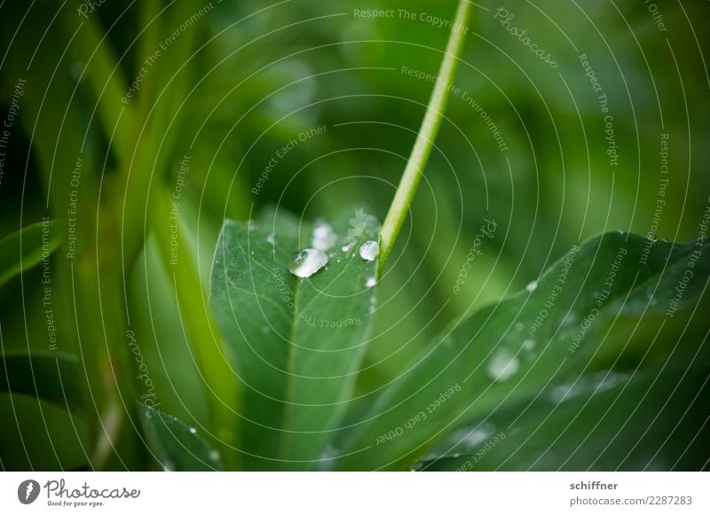 Durststrecke | wann kommt Regen? Umwelt Natur Pflanze schlechtes Wetter Blatt Grünpflanze Wildpflanze grün Landkreis Regen Tropfen tropfend Wassertropfen