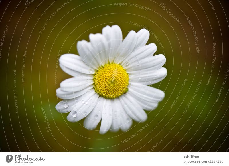 Nullachtfünfzehn | Jedes Jahr aufs Neue von oben Natur Pflanze Blume Blühend gelb weiß Gänseblümchen Blüte Liebeskummer Traurigkeit Regen Wassertropfen