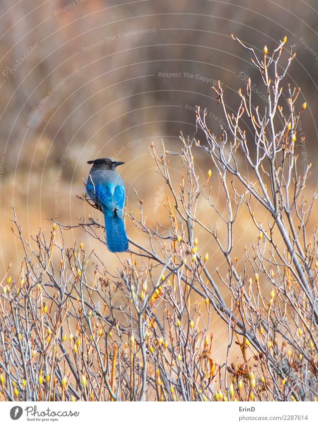 Stellers Blue Jay sitzt auf Zweig schön Ferien & Urlaub & Reisen Tourismus Sonne Winter wandern Natur Landschaft Tier Park Wiese Wildtier Vogel Streifen hell