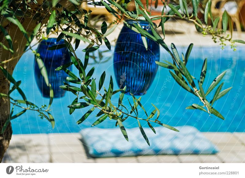 Mediterran Lifestyle Wellness Wohlgefühl Erholung Sommer Pflanze Baum Nutzpflanze Wärme mediterran Olivenbaum Olivenblatt Kissen Farbfoto Außenaufnahme Tag