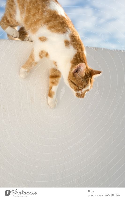 vorwärts immer Himmel Tier Katze 1 beobachten sportlich authentisch außergewöhnlich Neugier Vorsicht Gelassenheit Abenteuer Beginn anstrengen Bewegung