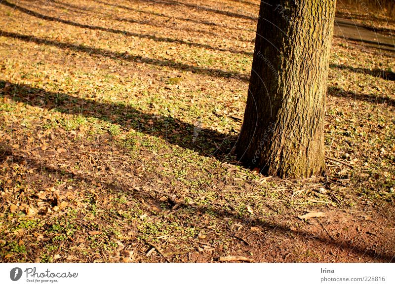 Schattenhall Erholung Schönes Wetter Baum Blatt Park Bochum Abend Kontrast Sonnenlicht Außenaufnahme Herbstlaub Baumstamm Baumrinde Menschenleer