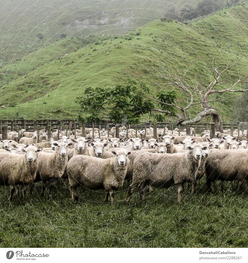 Herde von Schafen auf Weide die in die Kamera schauen Tier Neuseeland Landschaft Natur Umwelt Landwirtschaft Nutztier Schafherde Viehhaltung Viehzucht Baum Gras
