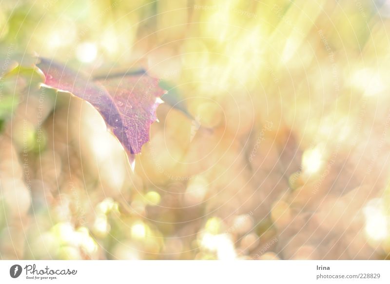 Caribou - Sun Pflanze Frühling Blatt Unschärfe Frühlingsgefühle Farbe Gedeckte Farben Detailaufnahme Textfreiraum rechts Tag Reflexion & Spiegelung