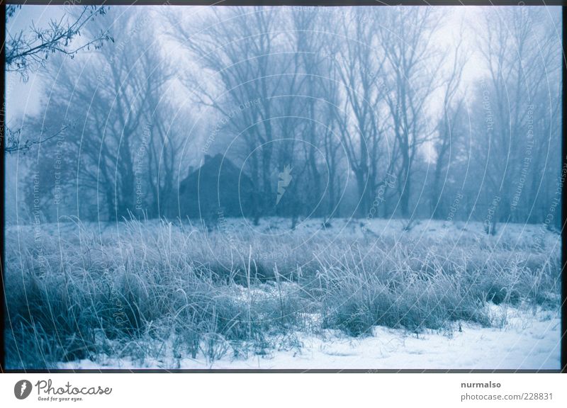 einsam und alleine Haus Natur Landschaft Pflanze Winter Klima schlechtes Wetter Nebel Eis Frost Baum Wiese Wald dunkel kalt natürlich Stimmung Morgendämmerung