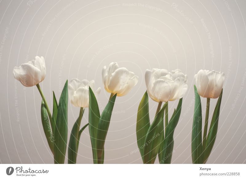 Reihenaufstellung Pflanze Blume Tulpe Blühend grün weiß Frühling Frühlingsgefühle Frühlingsblume Hoffnung Innenaufnahme Menschenleer Tag Stengel Blatt