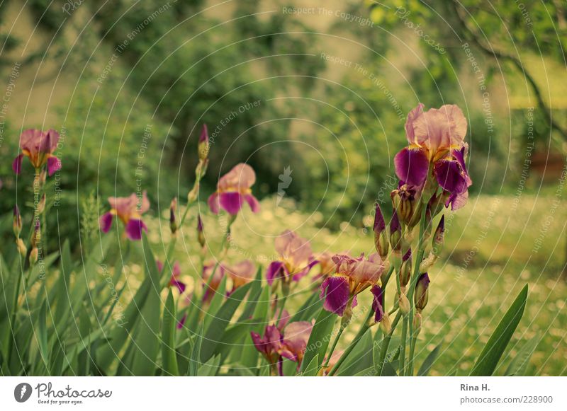 Tivoli Natur Pflanze Sommer Schwertlilie Garten Park Wiese Blühend natürlich Blütenknospen Farbfoto Außenaufnahme Schwache Tiefenschärfe Blume Stengel Blatt