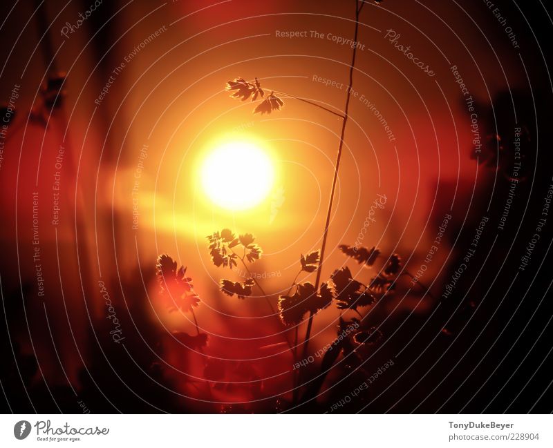 Sachsens Afrika Natur Landschaft Pflanze Luft Himmel Wolkenloser Himmel Sonne Sonnenaufgang Sonnenuntergang Sonnenlicht Sommer Schönes Wetter Wärme Dürre Gras