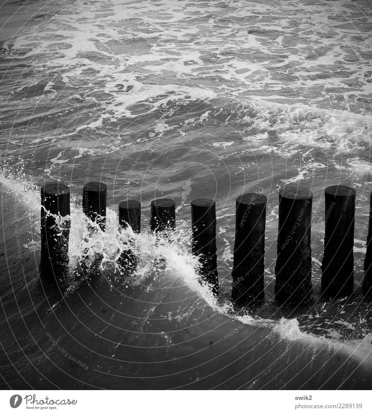 Wellenkamm Wasser Küste Ostsee Buhne Holzpfahl berühren Bewegung dunkel einfach fest Zusammensein maritim nass Verlässlichkeit geduldig Ausdauer standhaft