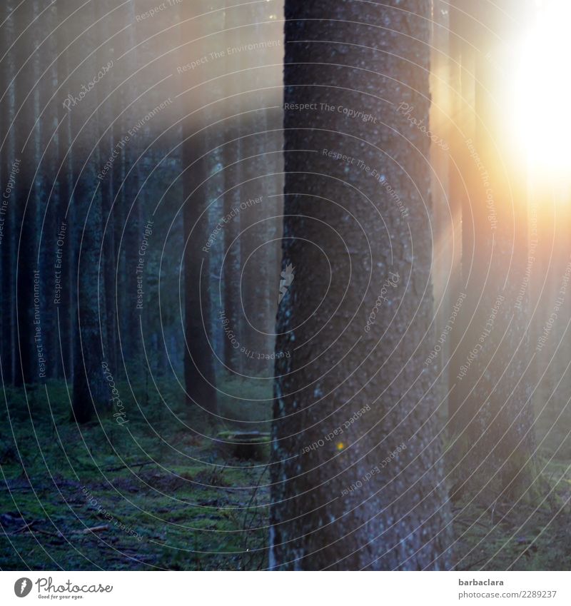 Trash 2018 | Abendlicht im Wald Pflanze Sonne Winter Baum leuchten dunkel hell Stimmung Ende Gefühle Klima Natur ruhig Umwelt Farbfoto Außenaufnahme