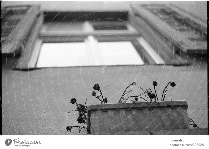 Fenster mit Aussicht Häusliches Leben Haus Umwelt Blume Fassade hängen verblüht Klima stagnierend Blumenkasten Schwarzweißfoto Froschperspektive