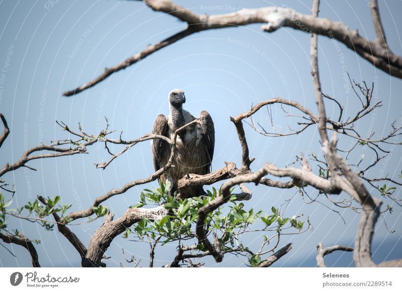 Beobachtungsposten Freiheit Safari Umwelt Natur Baum Ast Tier Wildtier Vogel Tiergesicht Flügel Geier 1 beobachten frei natürlich Farbfoto Außenaufnahme