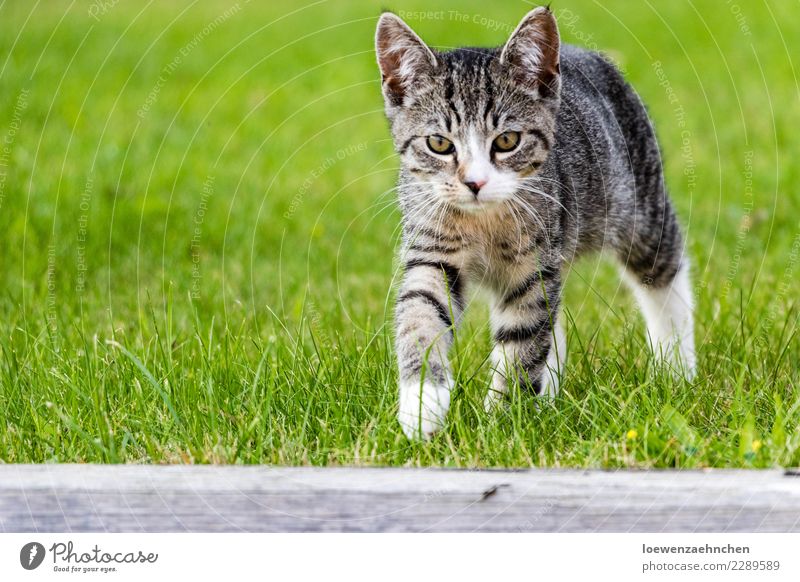 Taps, taps... Tier Gras Garten Haustier Katze Tiergesicht Fell Pfote 1 Tierjunges entdecken gehen hören Jagd wandern sportlich elegant wild selbstbewußt