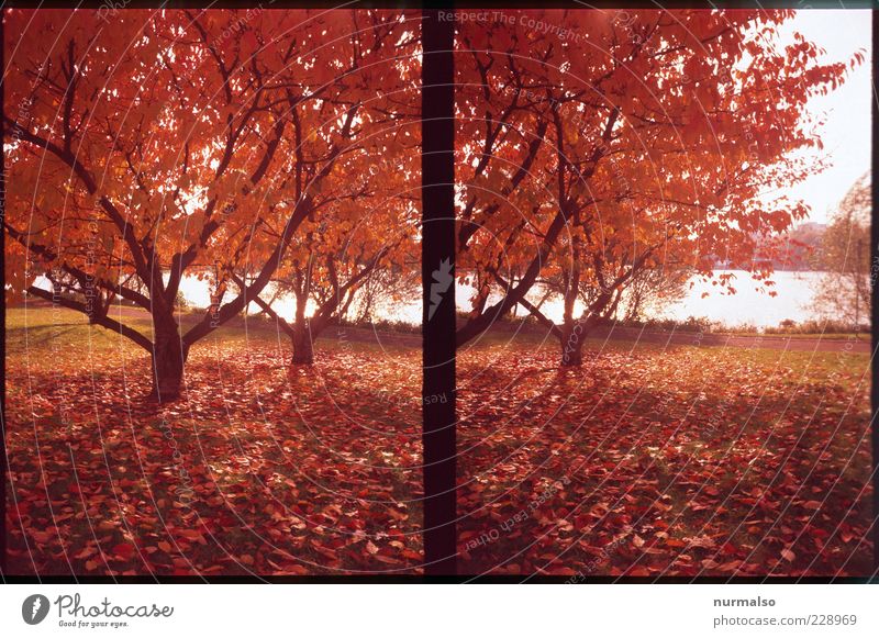 goldschauer Umwelt Natur Landschaft Pflanze Herbst Klima Wetter Baum Park Seeufer ästhetisch außergewöhnlich authentisch natürlich Stimmung rot knallig Farbfoto