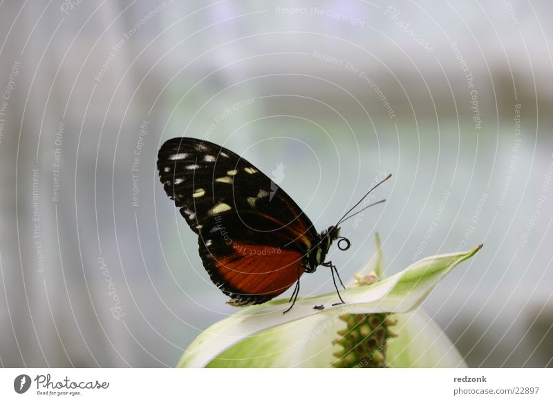 Schmetterling II gepunktet rot schwarz Blatt ruhig schlafen Fühler Erholung Natur Makroaufnahme Nahaufnahme Detailaufnahme frei
