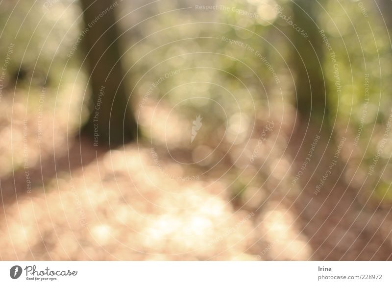 Zini im Wuslon-Wald Baum Sträucher Laubwald Blatt Unschärfe abstrakt Strukturen & Formen Licht Schatten Gegenlicht Menschenleer