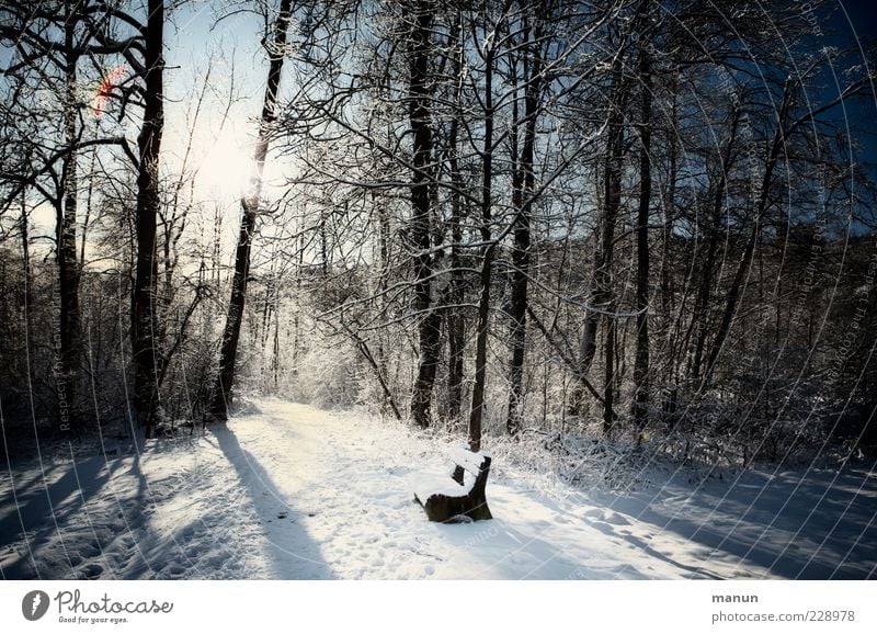 Scheinwerfer Natur Winter Schönes Wetter Eis Frost Schnee Baum Wald Bank Holzbank einfach kalt ruhig Einsamkeit Idylle stagnierend Sitzgelegenheit Mittelpunkt