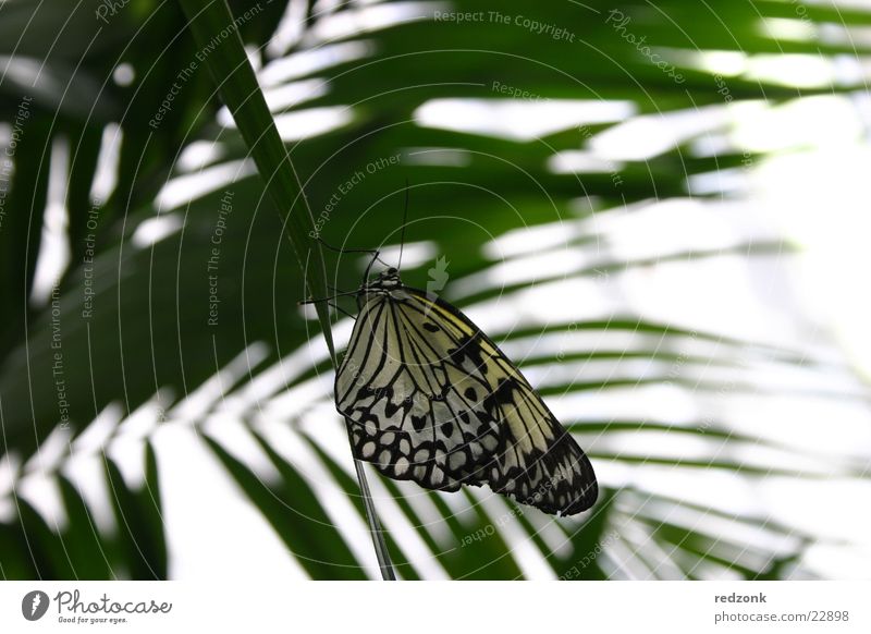 Schmetterling gepunktet Blatt Palme ruhig Erholung Natur Makroaufnahme Nahaufnahme Detailaufnahme frei
