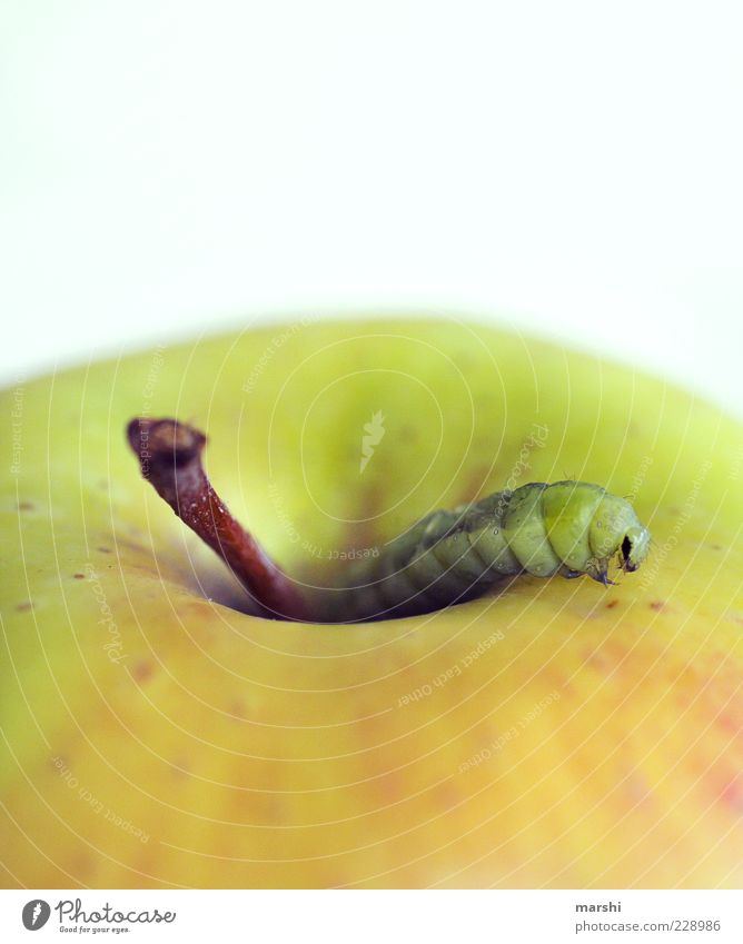 da ist der Wurm drinnen Lebensmittel Frucht Apfel Ernährung Bioprodukte Tier 1 grün Ekel Stengel Appetit & Hunger Nahrungssuche Farbfoto Raupe Fressen
