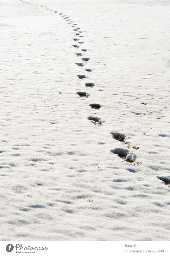 Spuren im Schnee Natur Winter Wetter Eis Frost Wiese Feld Unendlichkeit weiß Bewegung kalt Farbfoto Außenaufnahme Muster Strukturen & Formen Menschenleer