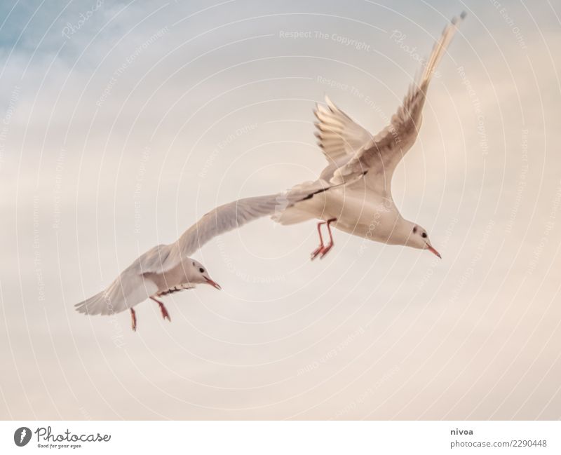 Möwen im Vorbeiflug Erholung Umwelt Natur Luft Himmel Wolken Klima Küste Luftverkehr Tier Vogel 2 Zeichen beobachten fliegen Unendlichkeit einzigartig weiß