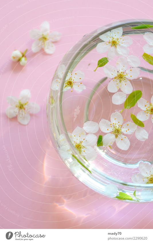 Weiße Blumen des Frühlinges in der Schüssel Wasser Schalen & Schüsseln Behandlung Wellness harmonisch Erholung Meditation Spa Massage Sauna