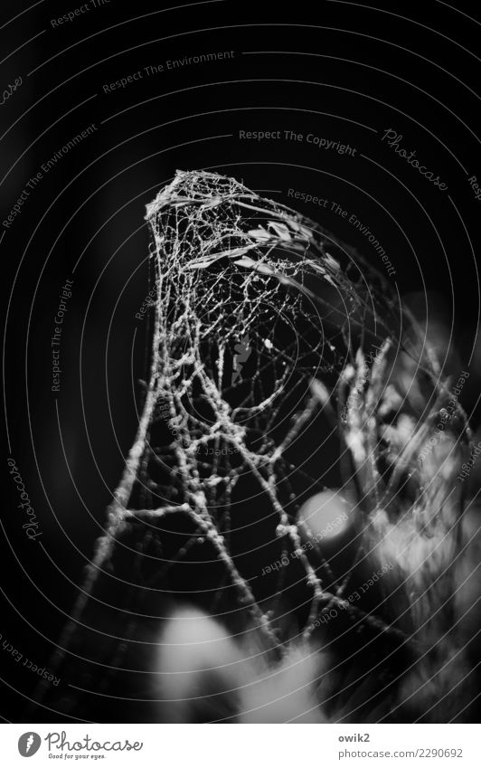 Mumie Pflanze Trockenpflanze Dekoration & Verzierung Zierpflanze Spinngewebe Spinnennetz umhüllen verpackt dunkel dünn authentisch gruselig klein nah ruhig