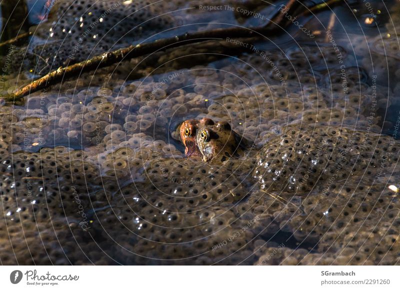 Froschliebe / Frösche in einem Meer von Froschlaich Umwelt Natur Tier Frühling Moor Sumpf Teich Bach Brunft beobachten berühren Liebe Erfolg Gesundheit