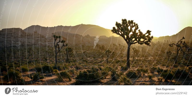 Joshua Tree II Ferne Freiheit Sommer Sonne Berge u. Gebirge Sonnenaufgang Sonnenuntergang Schönes Wetter Wärme Dürre Kaktus Wüste Erholung leuchten trocken
