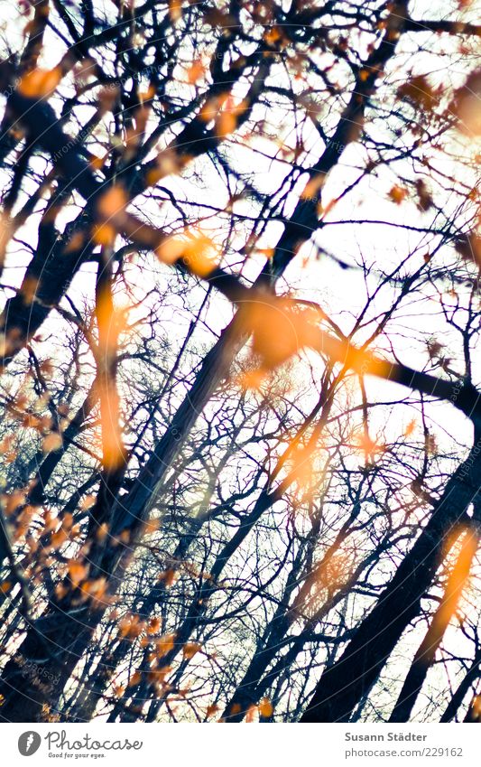 ghost Herbst Pflanze Blatt Wald Reflexion & Spiegelung Lichterscheinung Geister u. Gespenster Unschärfe Farbfoto Außenaufnahme Tag Kontrast Sonnenlicht