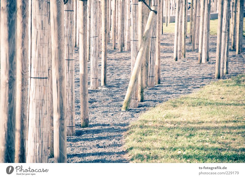 Optische Dystopie II Umwelt Urelemente Pflanze Baum Gras Wiese Stein Holz Linie dünn lang braun grau grün Baumstamm Schilfrohr Kies Kieselsteine Labyrinth