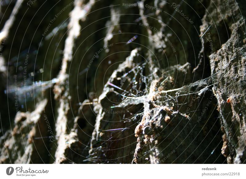 Baum im Detail Spinne Spinnennetz Insekt braun grau Netz Felsen Stein alt Nahaufnahme Makroaufnahme