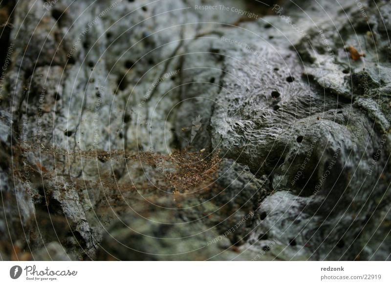 Baumdetail Spinne Spinnennetz Insekt braun grau Netz Käfer Felsen Stein alt Nahaufnahme Makroaufnahme
