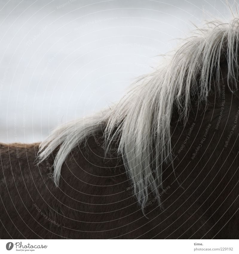 ein Pferdchen für suze Natur Tier Fell Nutztier braun geheimnisvoll Mähne Winterfell dunkelbraun buschig Farbfoto Schatten Tierporträt Rücken Island Ponys